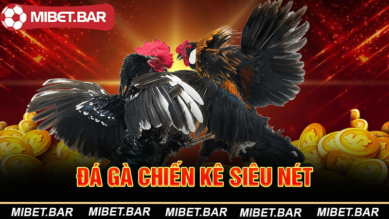 Home Page 24 Đá gà chiến kê siêu nét